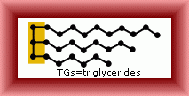 Triglycerides made up of a fork-like structure, called glycerol and 3 building blocks, called fatty acids